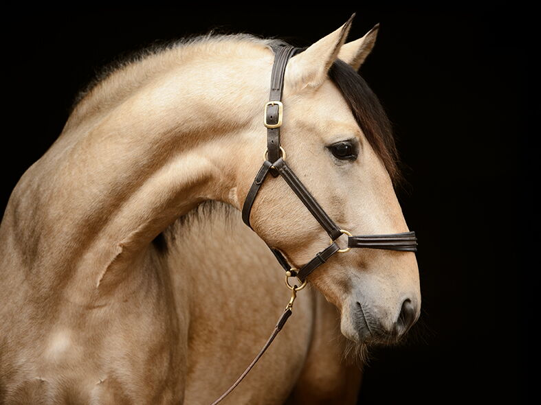 ROCINANTE SH, Pura Raza Español, Hengst, 2021